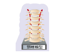 頸椎模型図